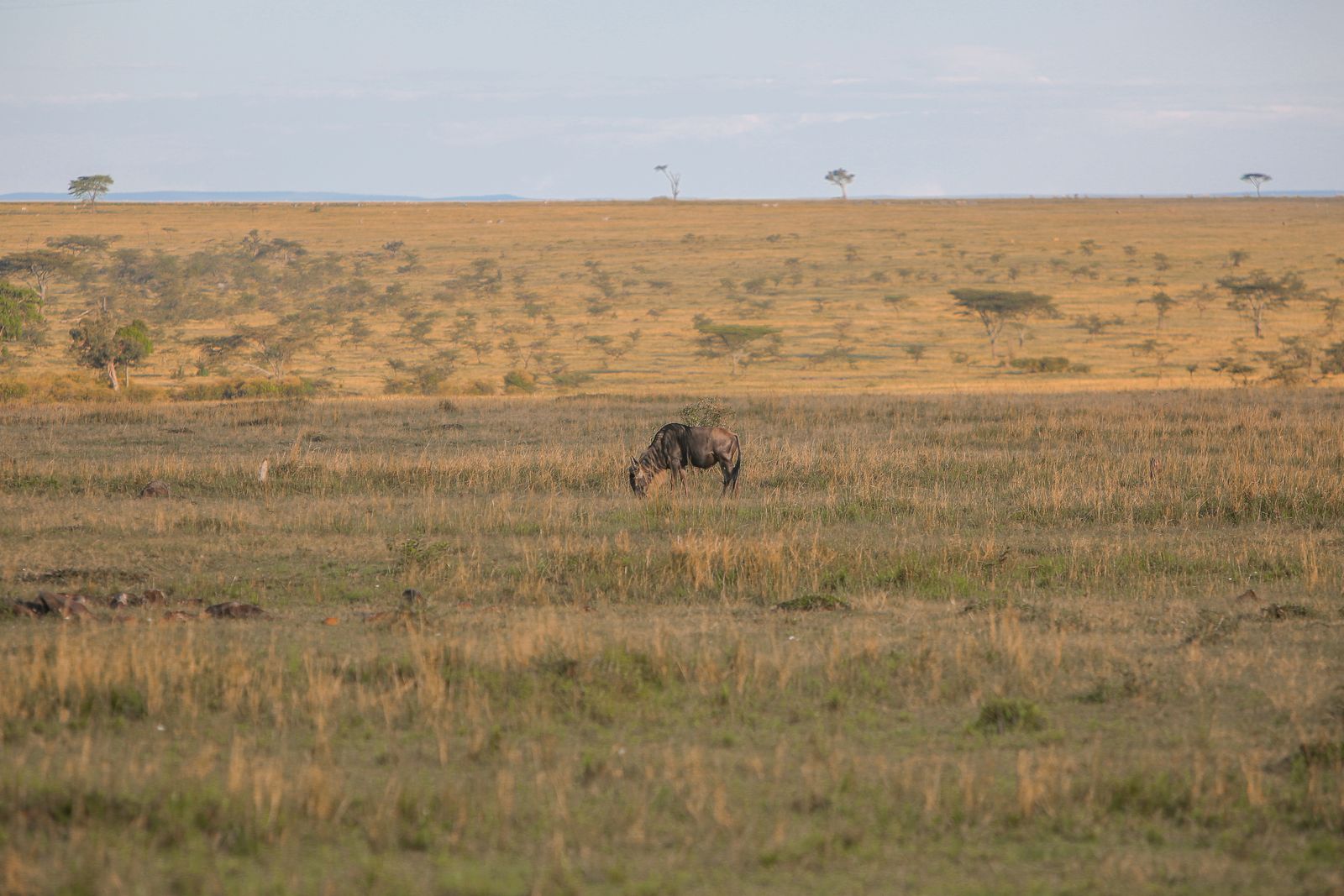Mara → Diani
