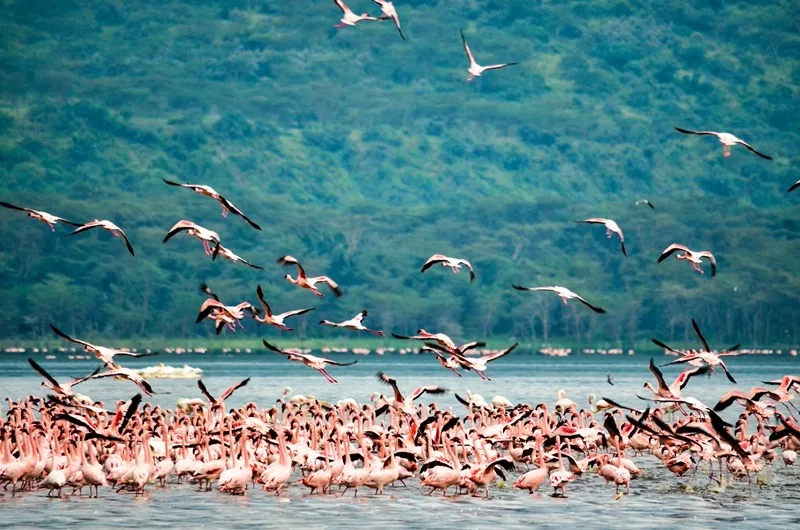 Nakuru & Naivasha