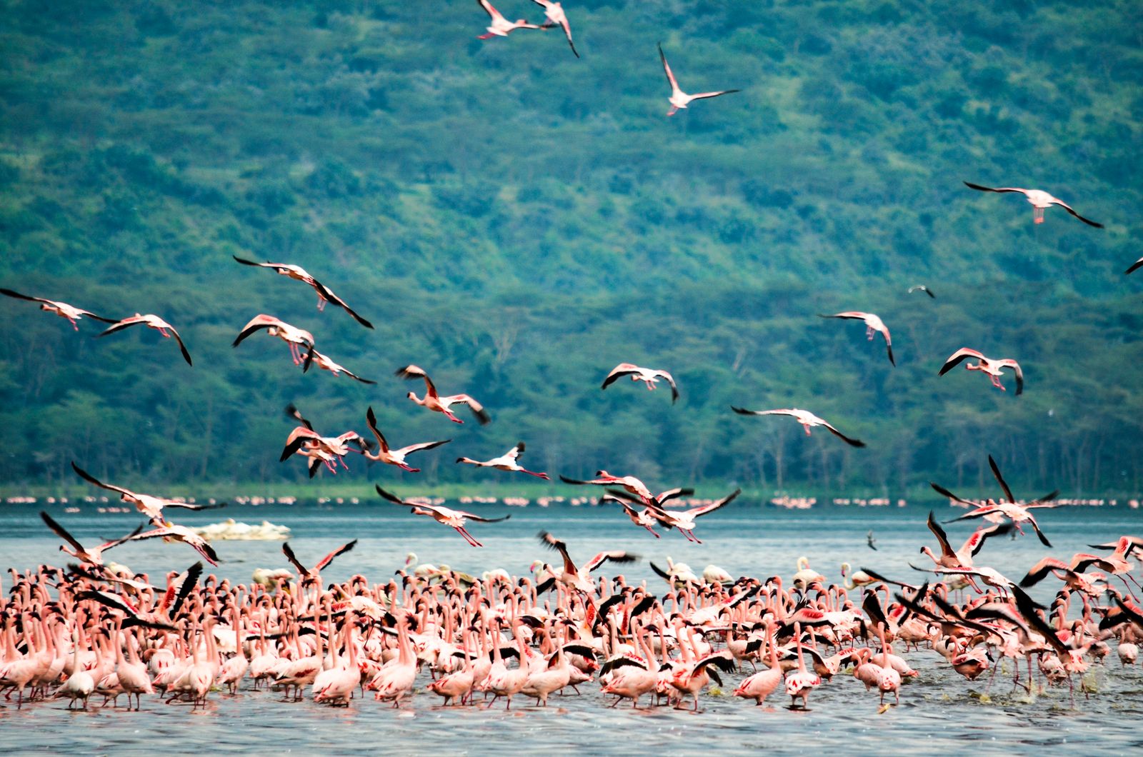 Nakuru & Naivasha