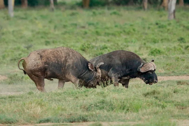 6-Day Budget Camping Safari photo 4