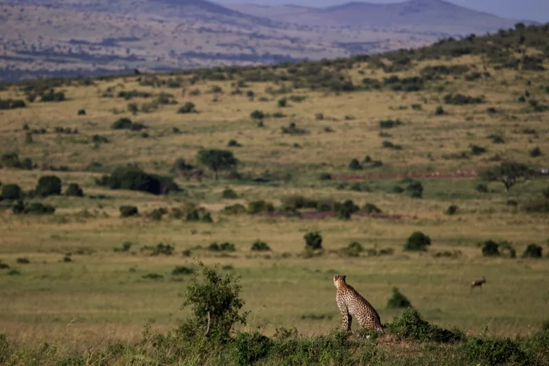 Photographic Safari