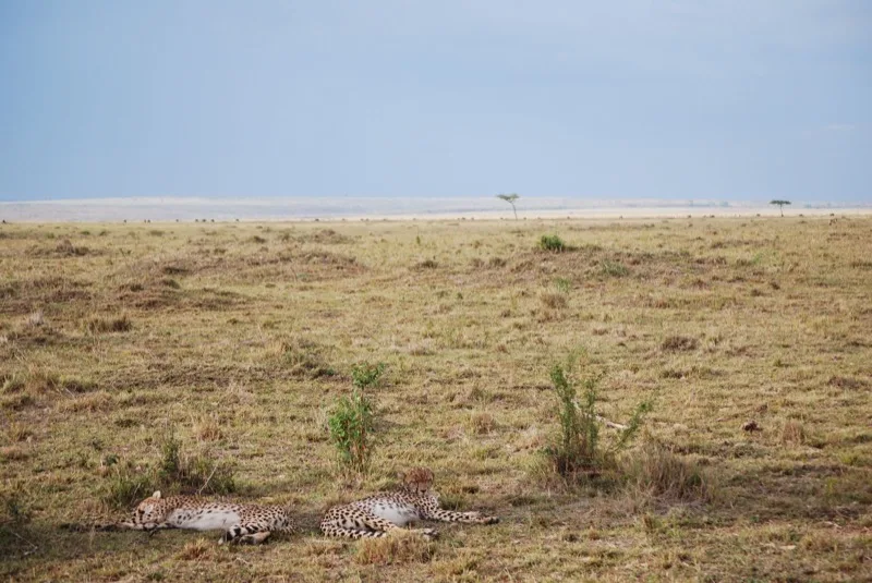 Big Five Complete photo 2