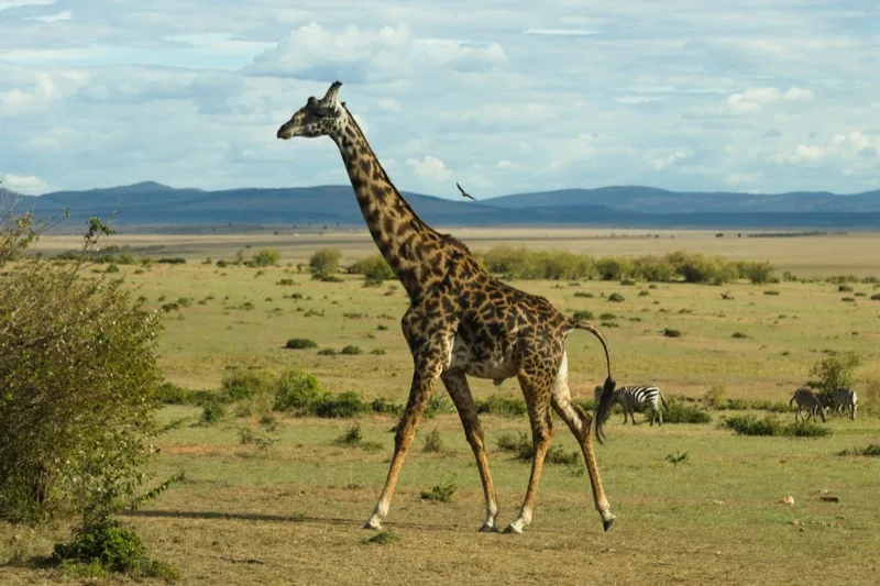 Mara on a Budget photo 3