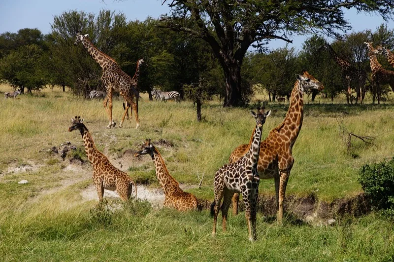 Family Safari photo 3