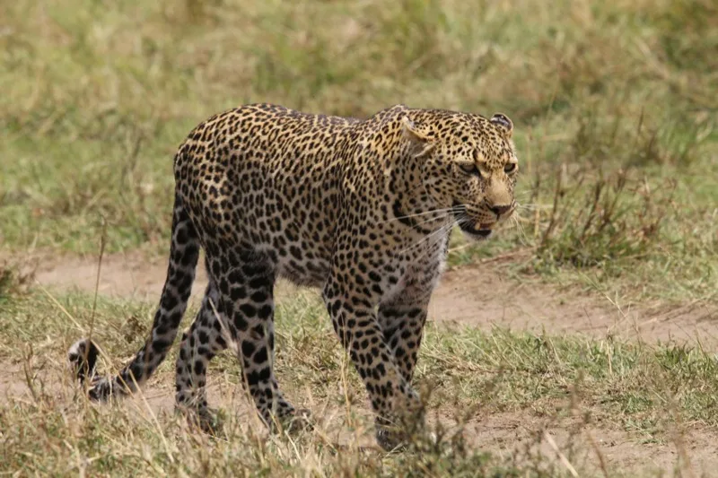 5-Day Mara & Lake Nakuru