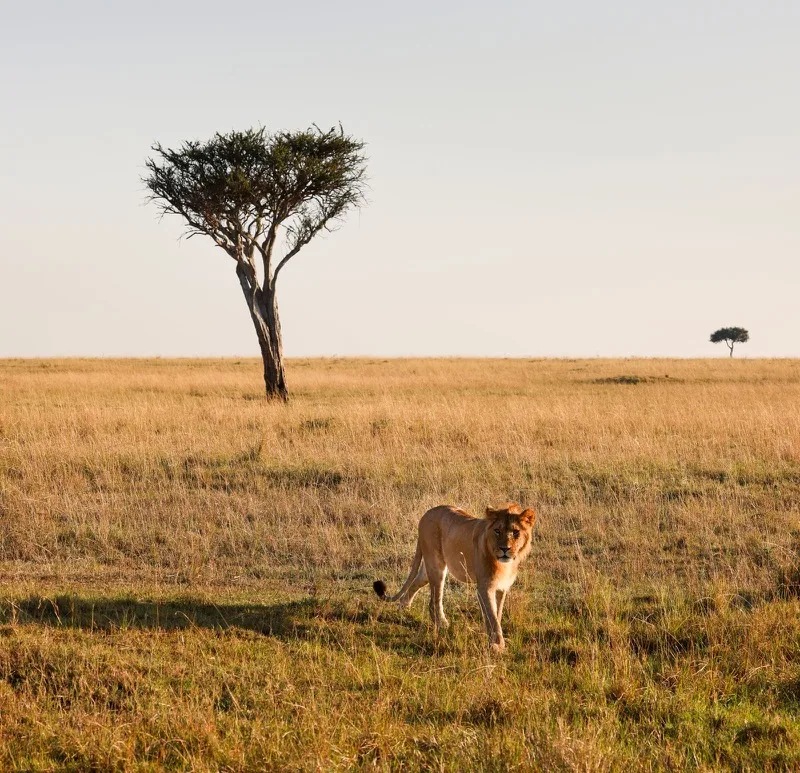 Mara Honeymoon