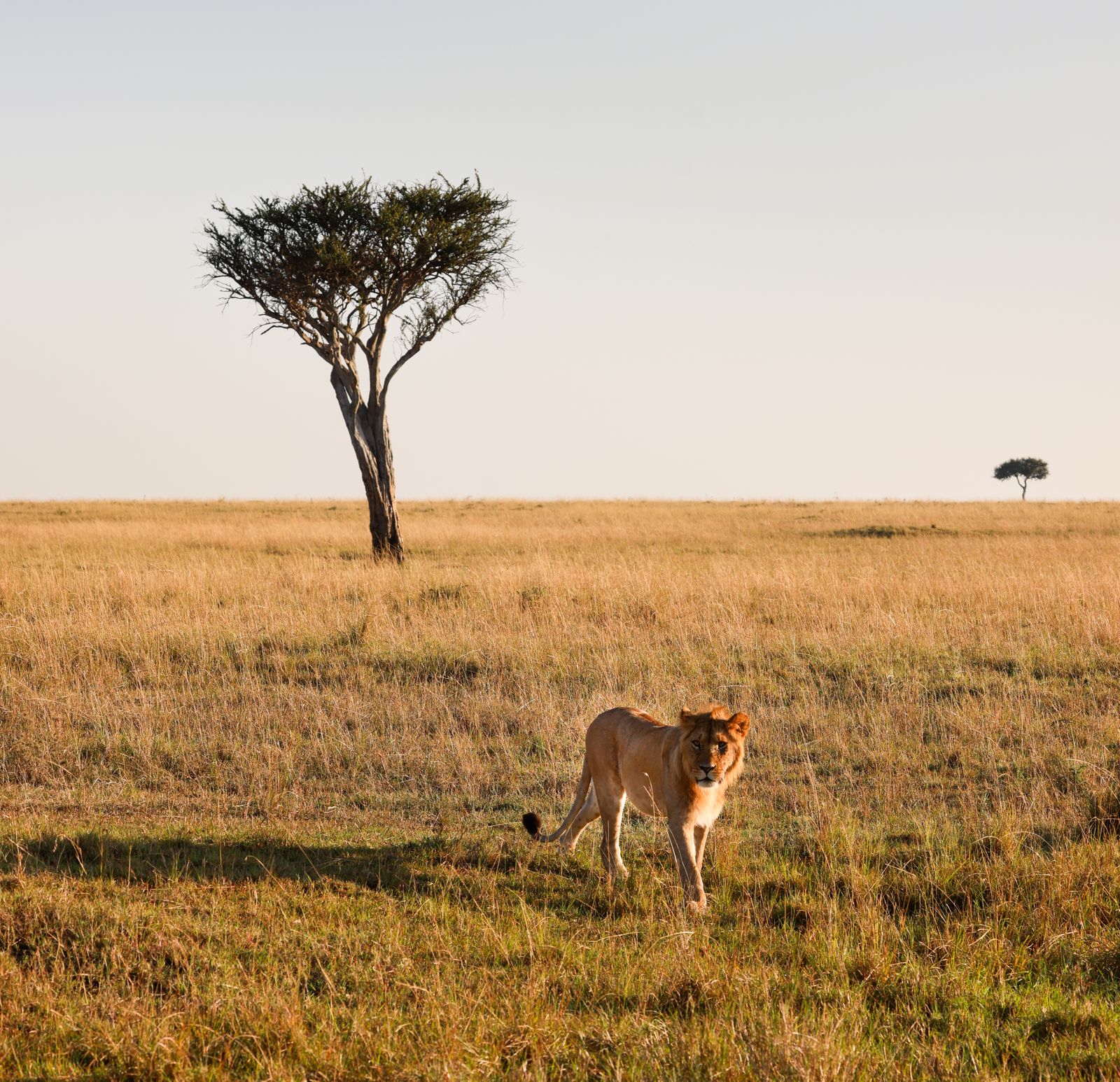 Mara Honeymoon