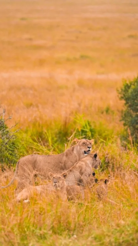 2-Day Maasai Mara