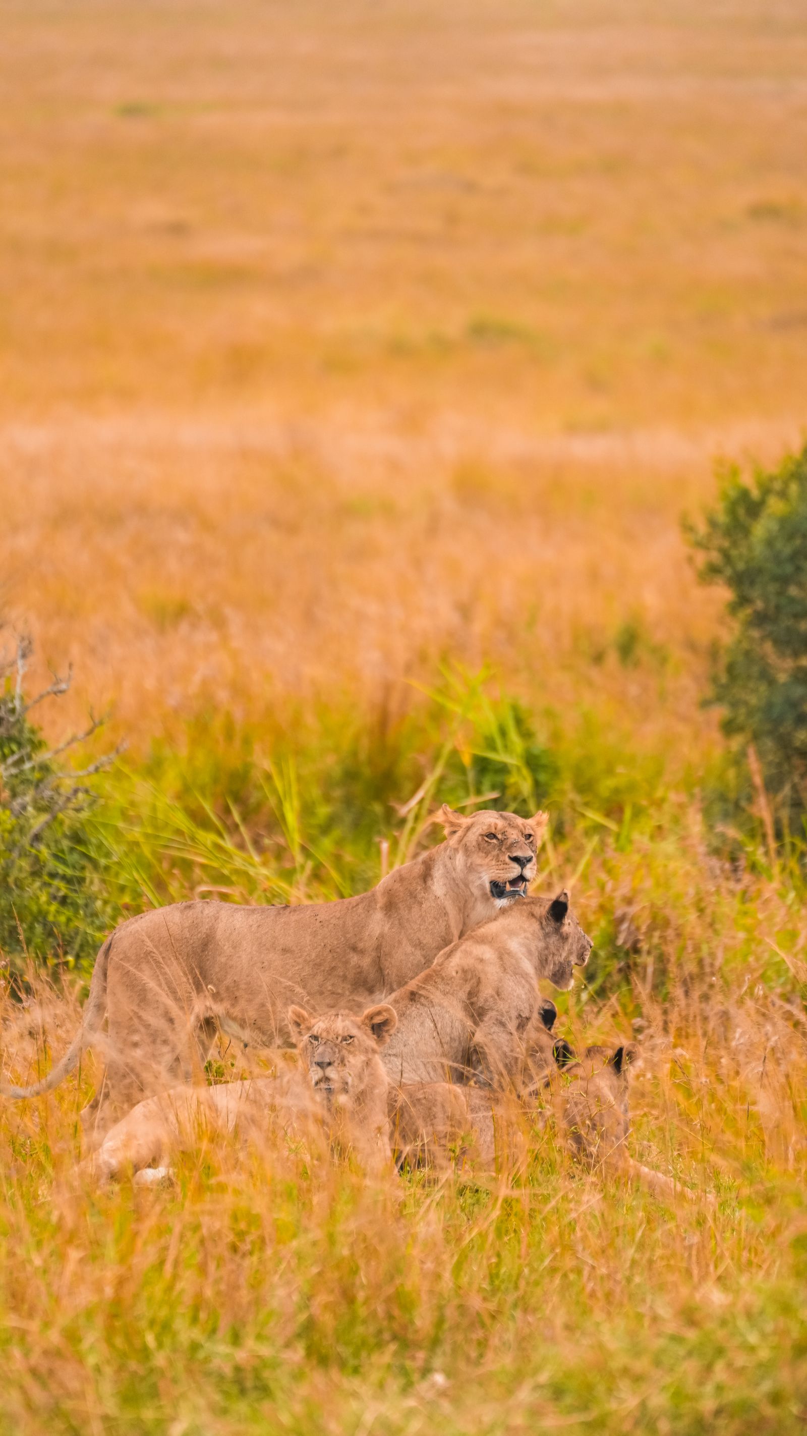 2-Day Maasai Mara