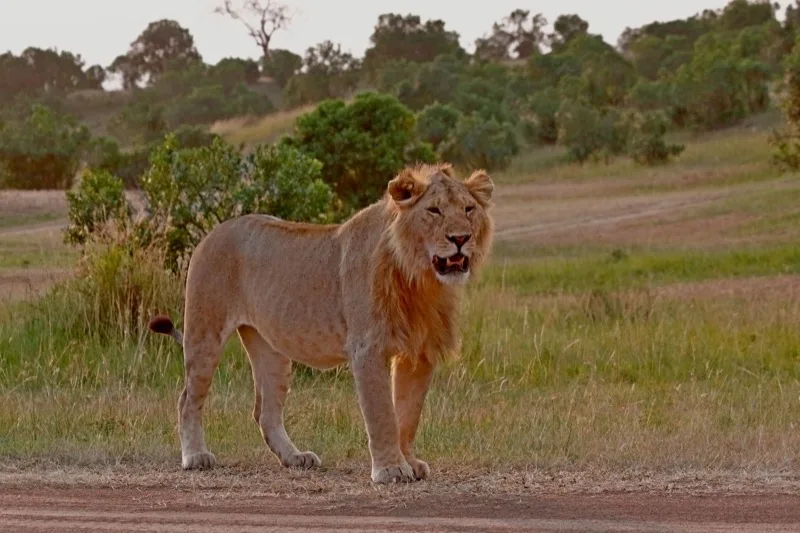 Big Five Complete photo 4