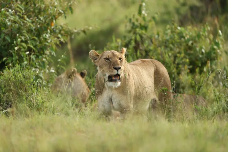 Big Five Complete photo 5