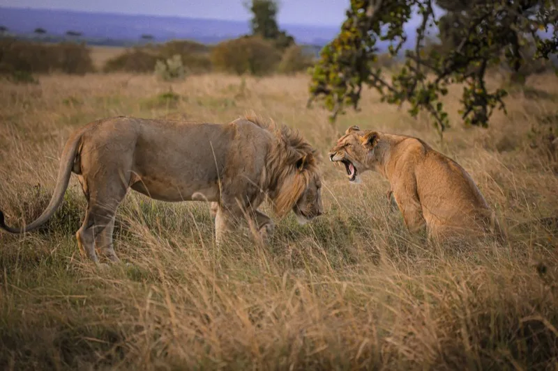 Meru National Park
