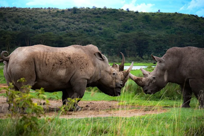 Ol Pejeta