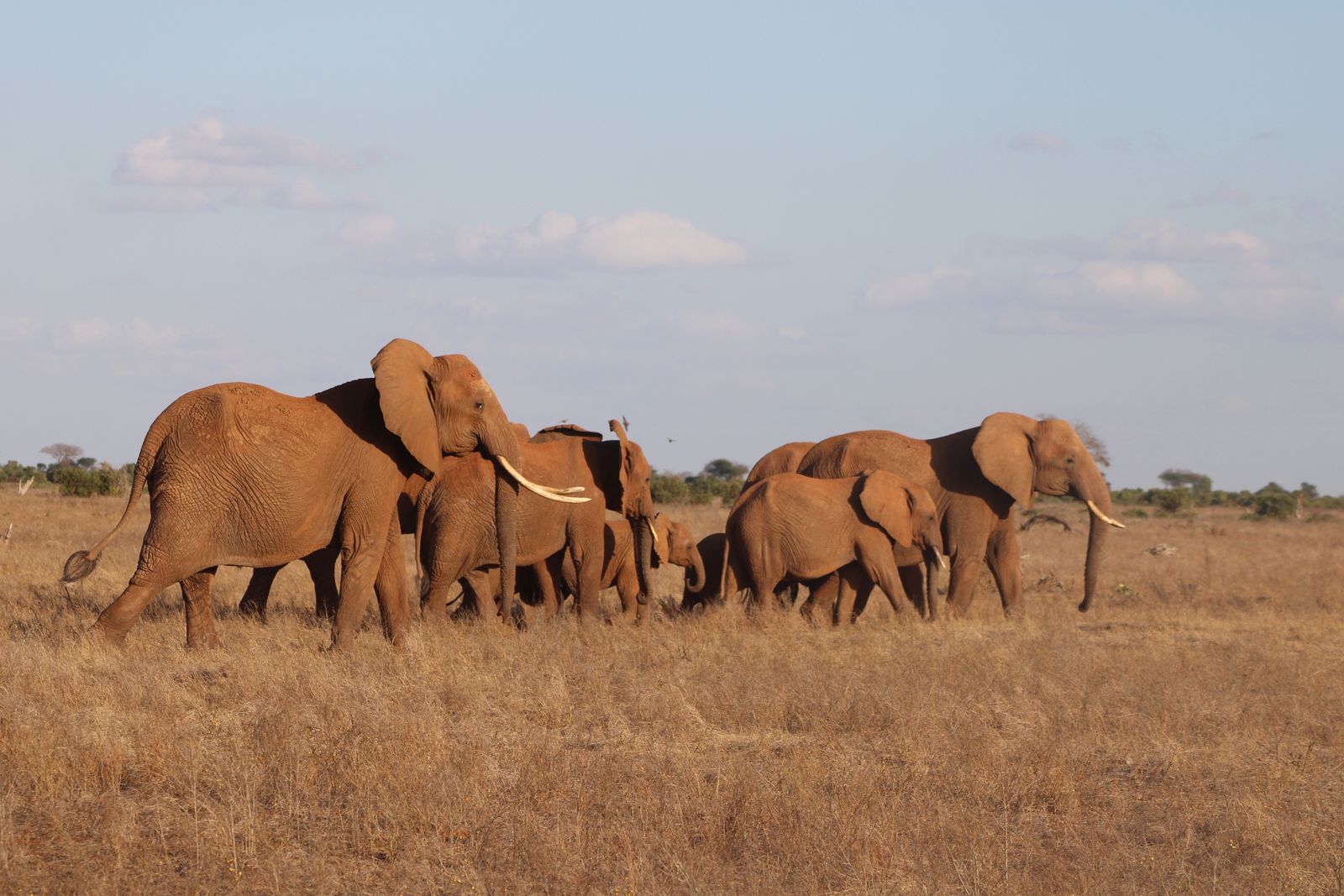 Tsavo & Amboseli