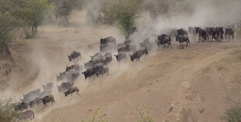 Maasai Mara photo 4