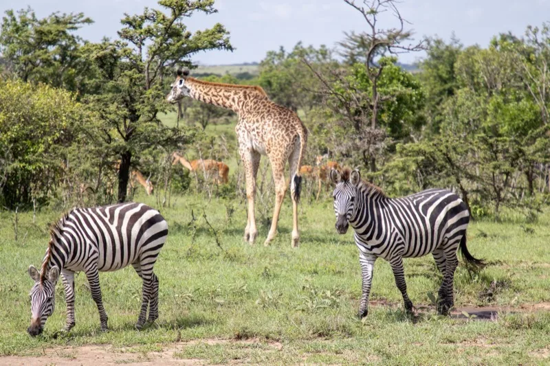 6-Day Budget Camping Safari photo 5