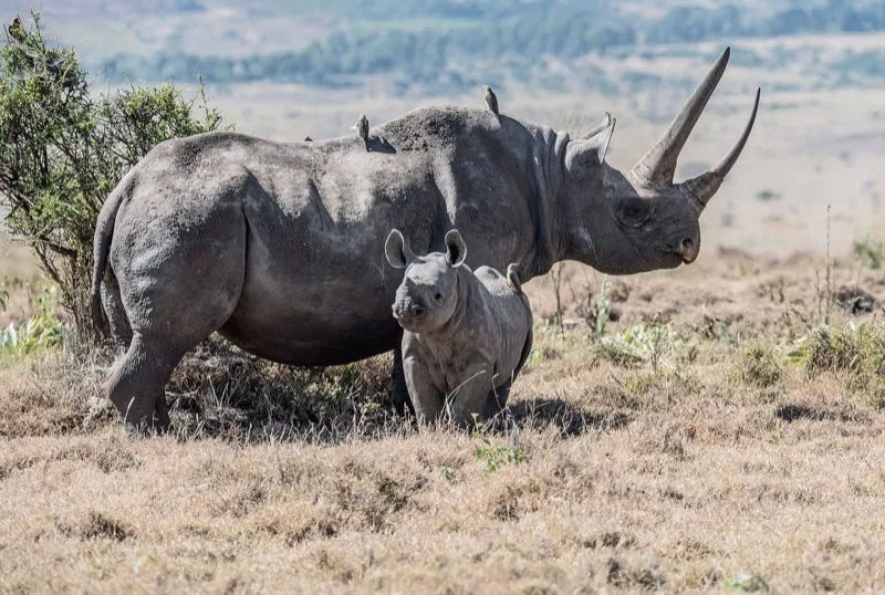 Grand Kenya photo 3