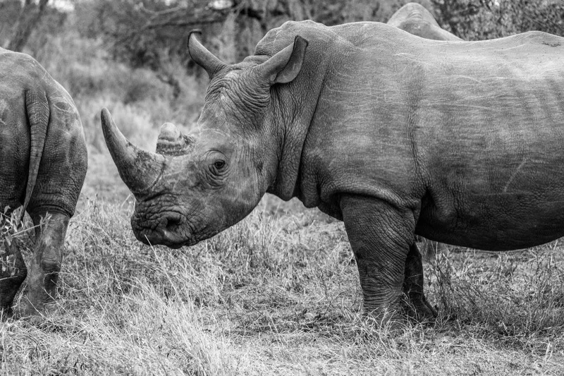 Ol Pejeta photo 4