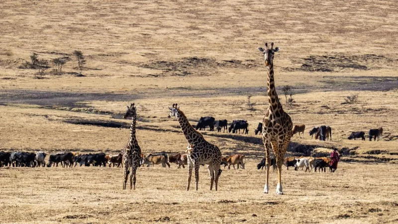 Family Safari photo 5