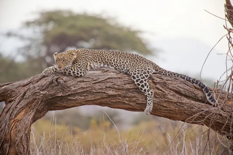 5-Day Mara & Lake Nakuru photo 4