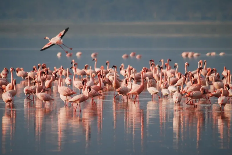Nakuru & Naivasha photo 3