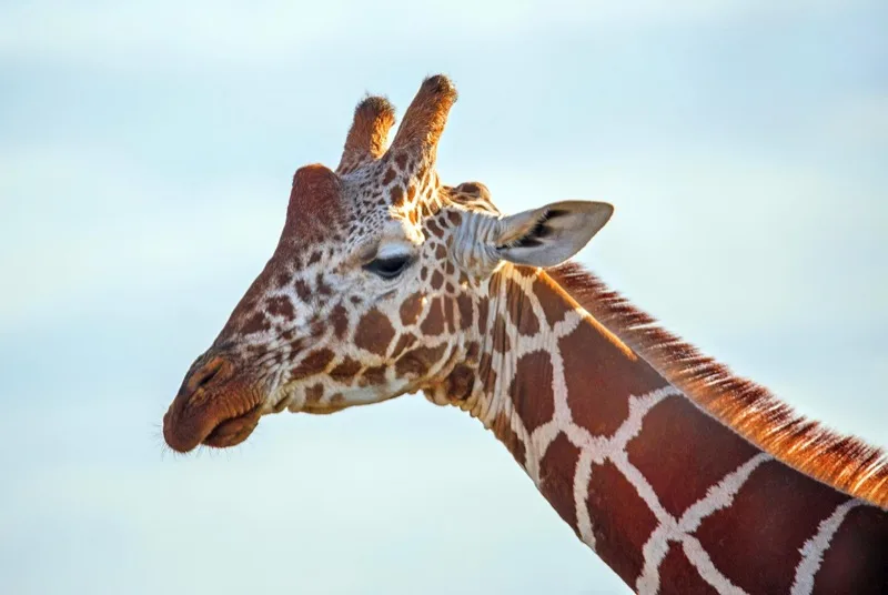 5-Day Samburu & Ol Pejeta