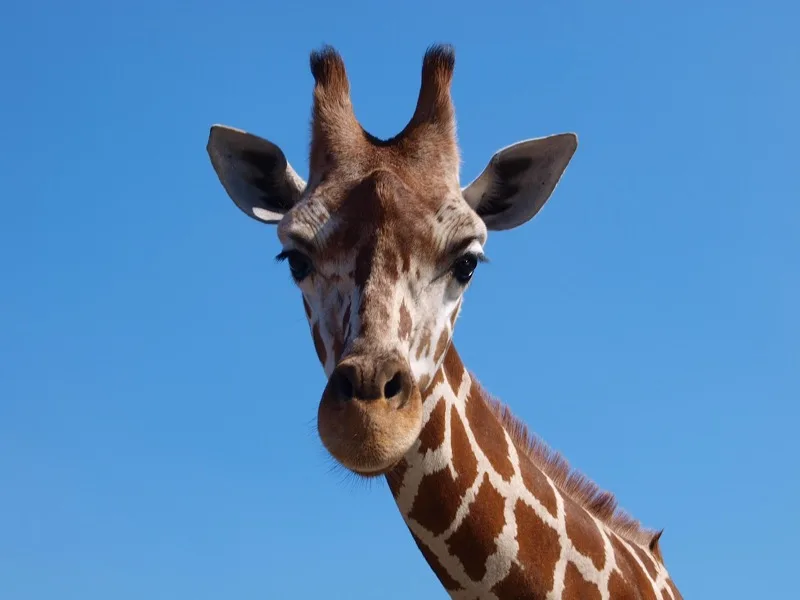 Samburu