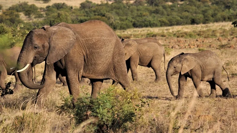 3-Day Tsavo from Mombasa photo 2