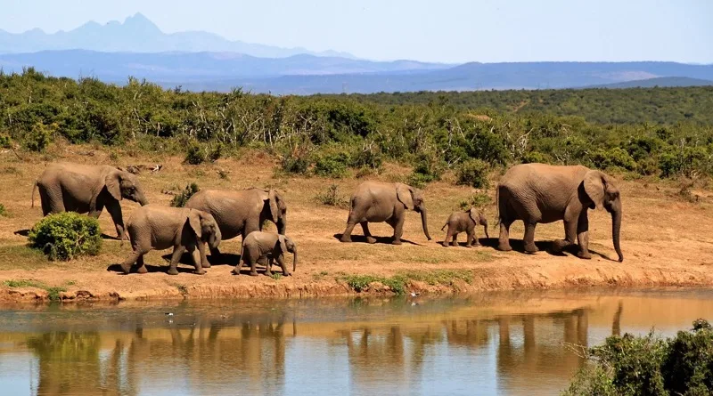 Grand Kenya photo 8