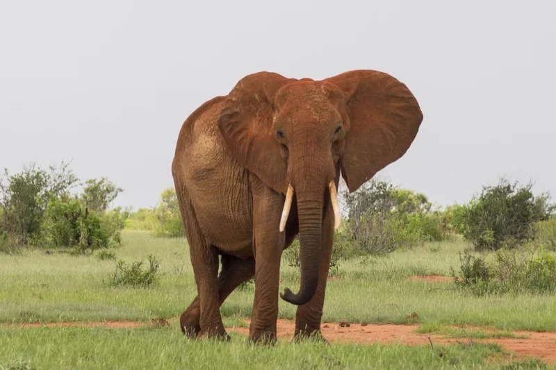 Tsavo East & West