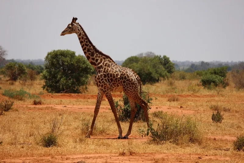 3-Day Tsavo from Mombasa photo 3