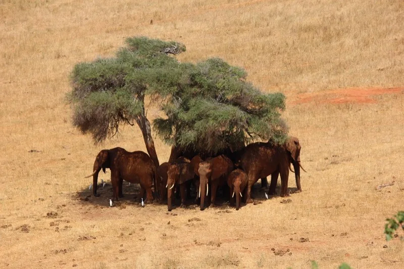 Tsavo East & West photo 5