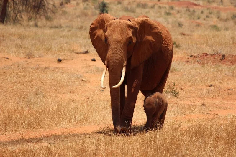 3-Day Tsavo from Mombasa