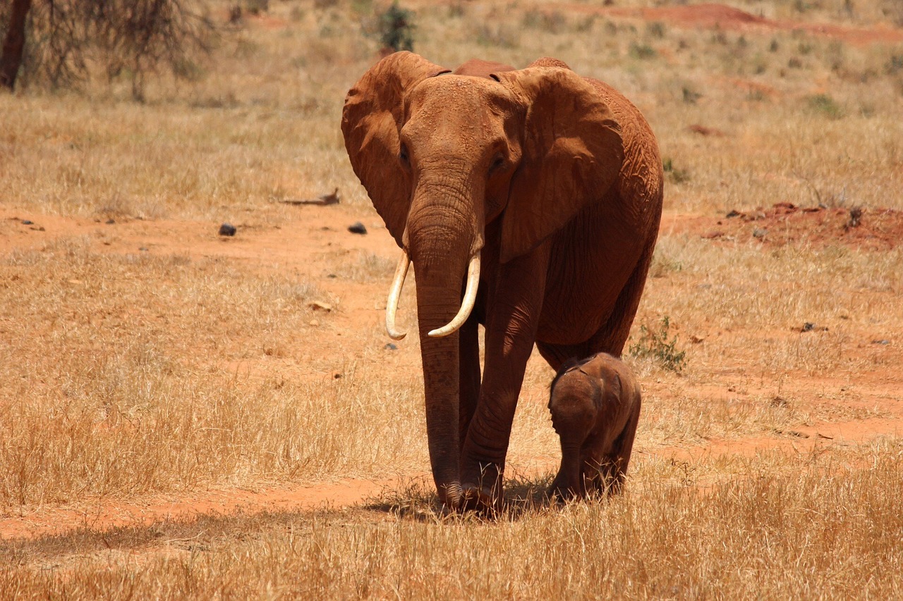 3-Day Tsavo from Mombasa