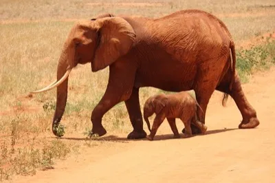 Tsavo & Rift